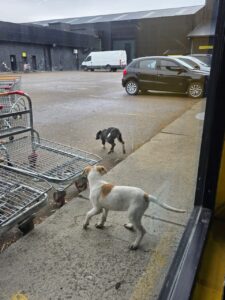 ABANDONARON DOS CACHORROS EN UN ESTACIONAMIENTO DE UN MAYORISTA DE LA CIUDAD