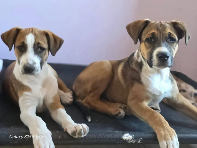 Final feliz: adoptaron a los cachorros rescatados por maltrato en Rada Tilly y permanecerán juntos