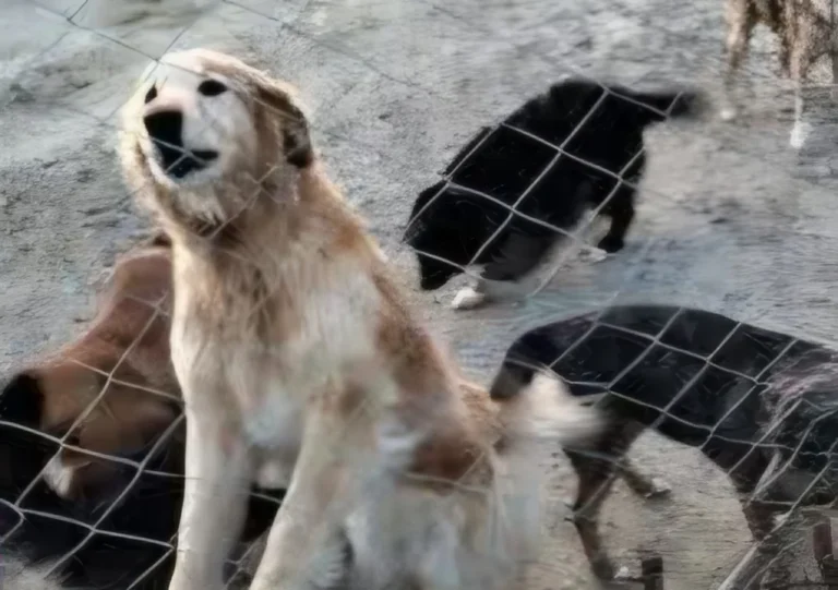 Organizan una rifa solidaria para ayudar a una vecina que cuida más de 50 perros