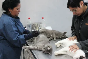 Castraron a más de 20 gatos de una colonia que se instaló en una edificación abandonada en Comodoro