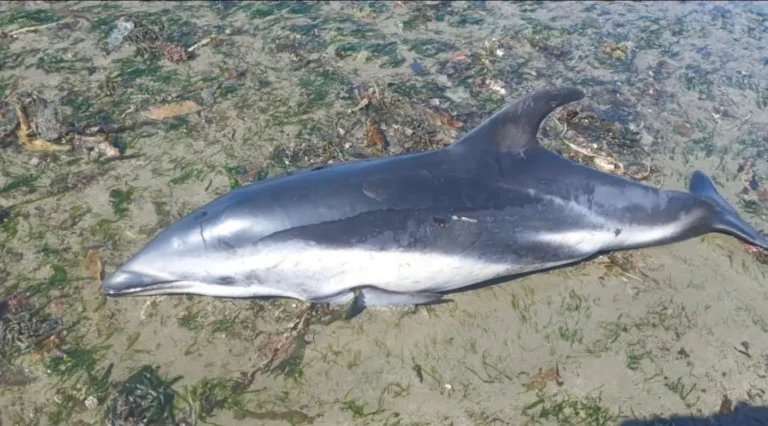 Encontraron un delfín muerto a metros de la playa de Rada Tilly