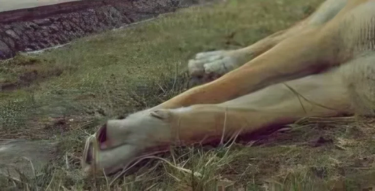 Se agarraron a tiros y un perro terminó asesinado en una plaza de Comodoro