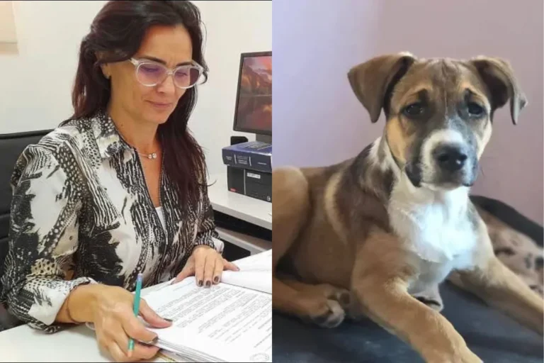 Rada Tilly: pese a estar atados al sol sin agua, la fiscal descartó maltrato en el caso de los cachorros y ordenó ser devueltos a su ex hogar