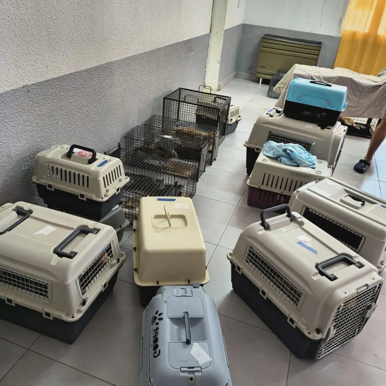 Castraron a otros 27 gatos de una colonia de más de 70 que viven en una edificación abandonada en Comodoro