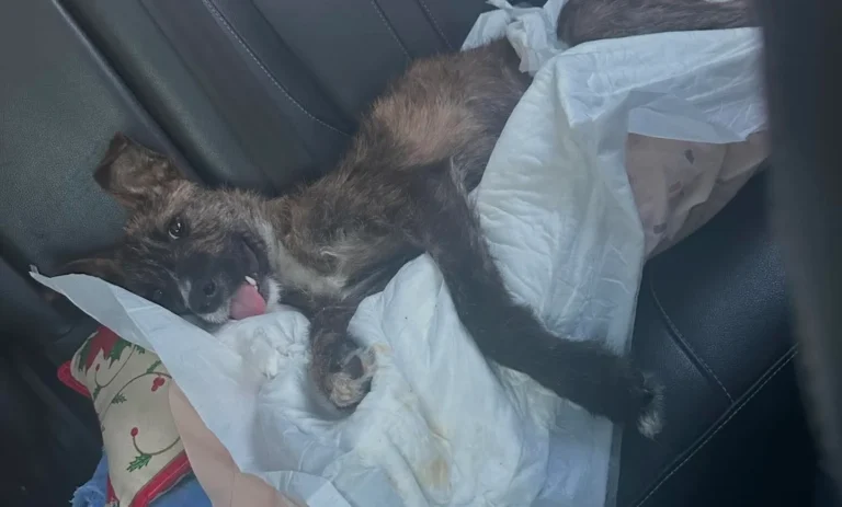 Imputada por maltrato animal: la Justicia dio inicio a la investigación por la muerte de un perro en Comodoro