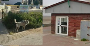 Ataque de un perro en la costanera de Rada Tilly reaviva el debate sobre la tenencia responsable