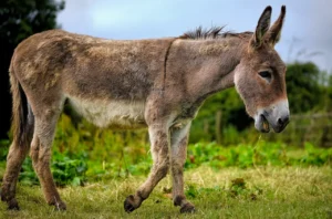 Realizaron una faena experimental de burros en un matadero municipal de 28 de Julio