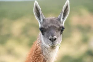 Recordaron que no está habilitada la comercialización de carne de guanaco en Chubut