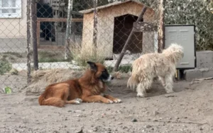 Se mudaron pero a ellos los dejaron: buscan una nueva familia