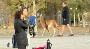 En Nordelta tienen capibaras pero en Rada Tilly hay guanacos de mascota
