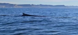 Histórico avistamiento: registraron una ballena azul frente a Comodoro