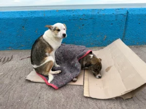 Rescataron a dos perros que quedaron atrapados entre las piedras en la costa de Comodoro