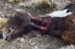 Luces, mutilaciones y cinco caballos muertos en Río Mayo: qué encontró finalmente la Policía